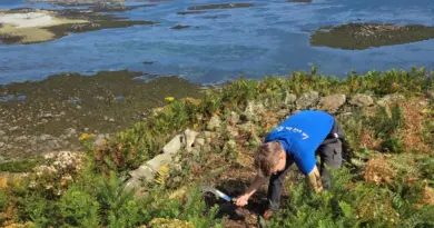 Côte de Granit rose. Près de 2 km à la faucille pour dégager les sentiers de cette île