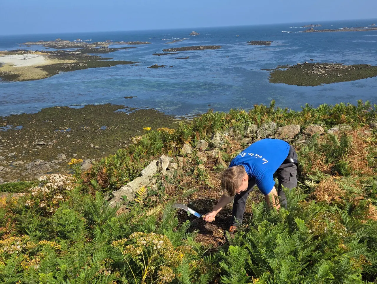 Côte de Granit rose. Près de 2 km à la faucille pour dégager les sentiers de cette île