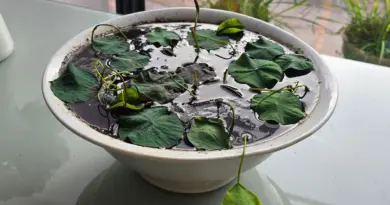 Créer un bassin en pot : facile, écolo et rafraîchissant - ici