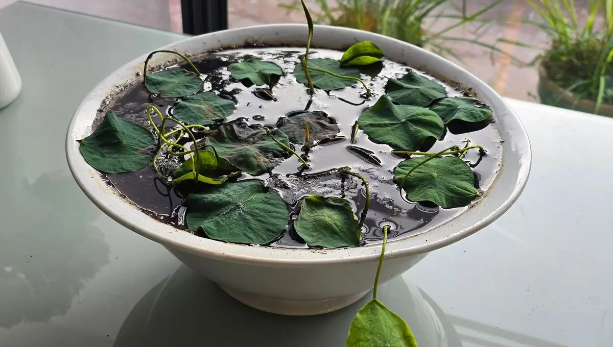 Créer un bassin en pot : facile, écolo et rafraîchissant - ici