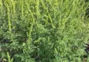 Danger: la plante invasive "Ambroisie trifide" est aux portes de chez nous. - ici