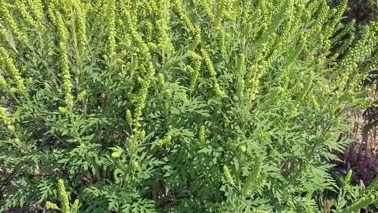 Danger: la plante invasive "Ambroisie trifide" est aux portes de chez nous. - ici