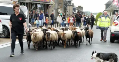 Dans ce village du Calvados, une transhumance de moutons sera organisée dans le bourg