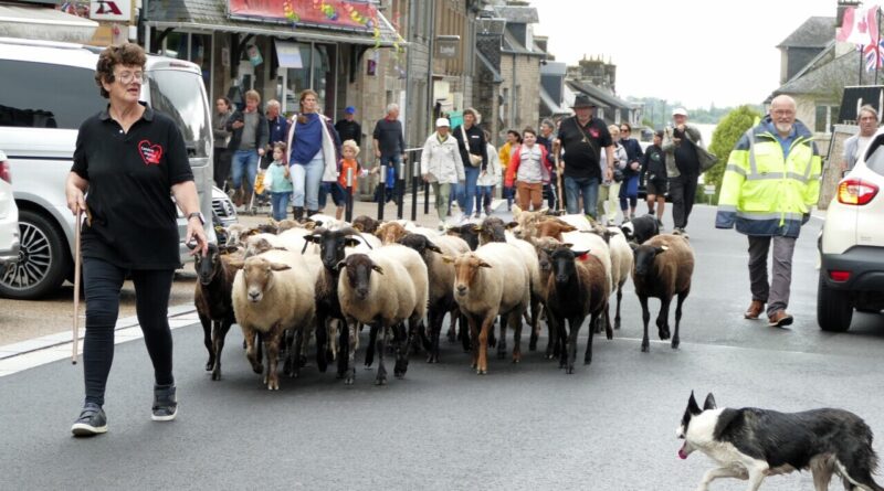 Dans ce village du Calvados, une transhumance de moutons sera organisée dans le bourg