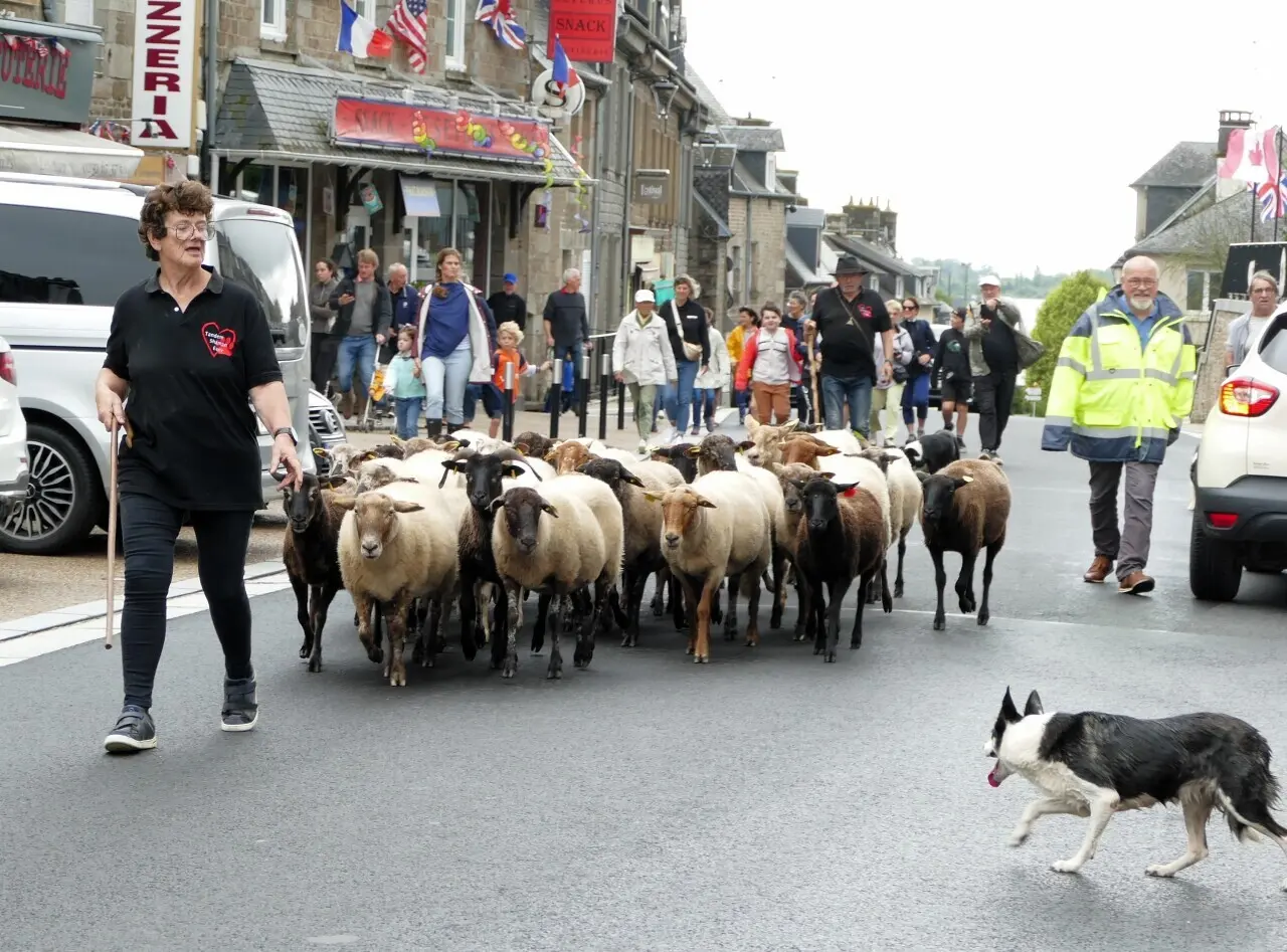 Dans ce village du Calvados, une transhumance de moutons sera organisée dans le bourg
