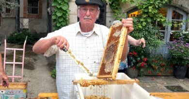 Dans le Sud Aveyron, une récolte de miel catastrophique pour l’été