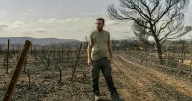 Dans les Corbières, des vendanges solidaires pour viticulteurs sinistrés