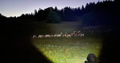 "De plus en plus d'éleveurs font appel à nous" : contre les attaques de loups, les gardes de nuit bénévoles se développent
