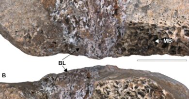 Deadly bone disease may have doomed Southeast Brazil's long-necked dinosaurs