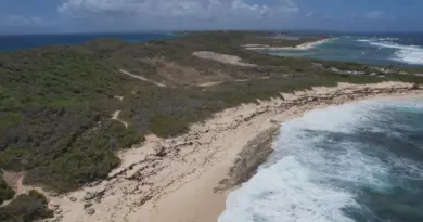 Découverte : les bassins roses des Salines, un paysage de Guadeloupe rare et apprécié