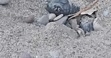 Découvrez les images de la naissance de 58 bébés tortues sur la plage de Sanary