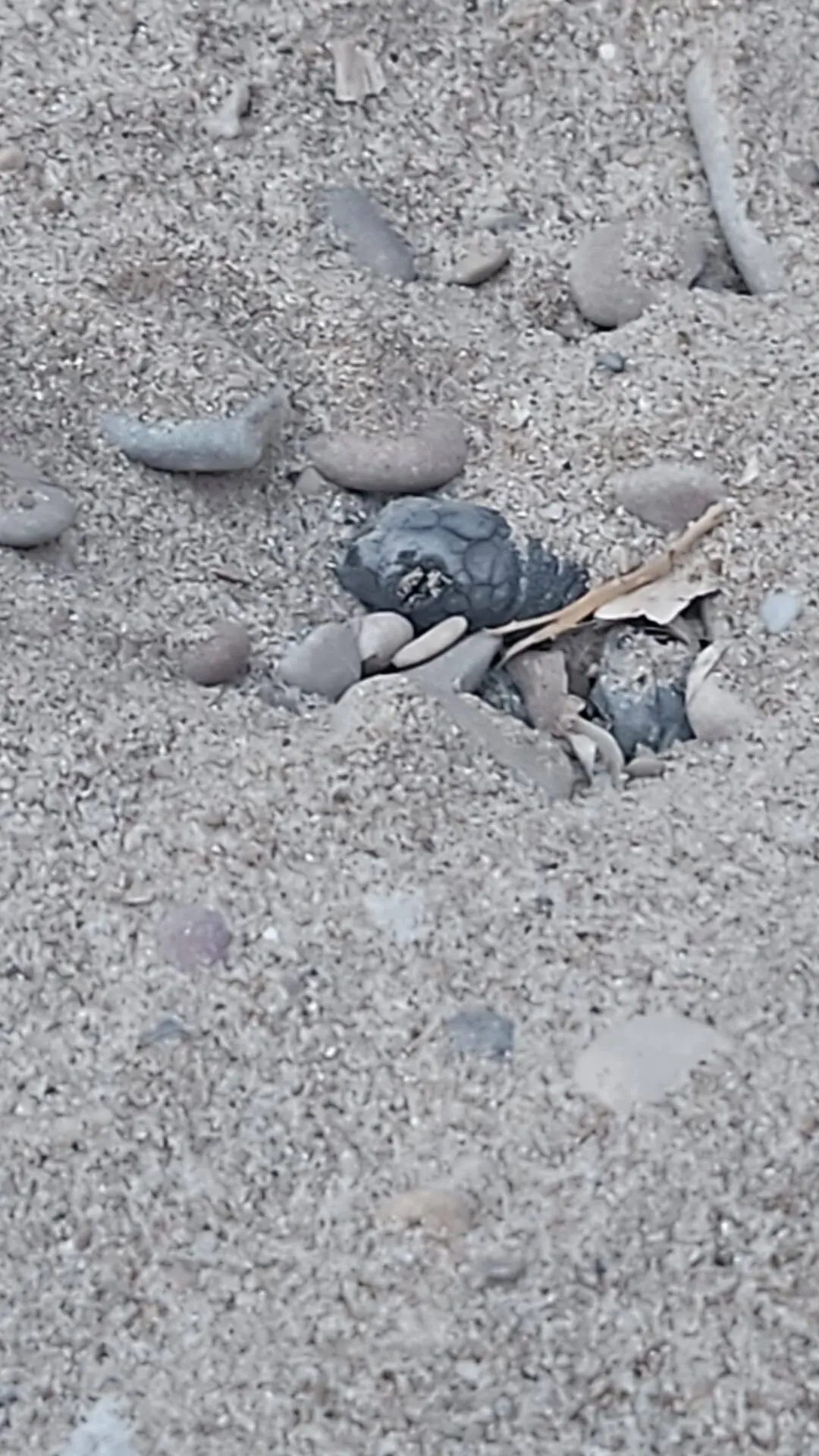 Découvrez les images de la naissance de 58 bébés tortues sur la plage de Sanary