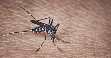 Dengue et chikungunya en forte progression dans l'Hexagone