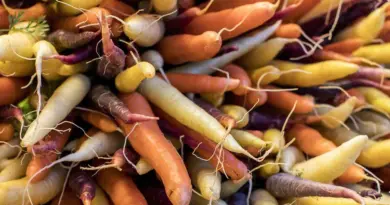 Des bactéries pour éviter que vos carottes ne pourrissent - Le Temps