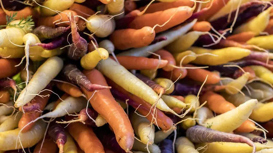 Des bactéries pour éviter que vos carottes ne pourrissent - Le Temps