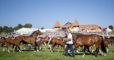 Des centaines de chevaux défilent au Marché-Concours de Saignelégier