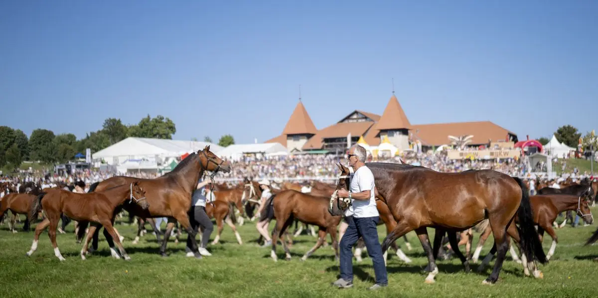 Des centaines de chevaux défilent au Marché-Concours de Saignelégier