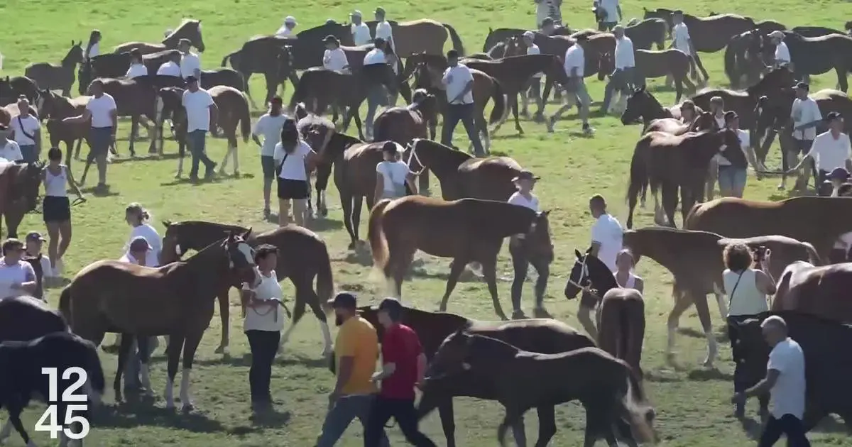 Des centaines de chevaux défilent au Marché-Concours de Saignelégier