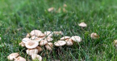 Des champignons partout dans la pelouse ? Certains jardiniers ont trouvé la parade, et elle fonctionne à merveille