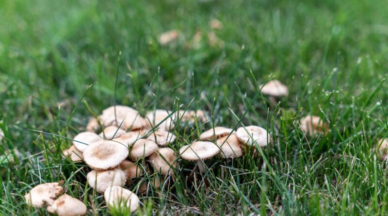 Des champignons partout dans la pelouse ? Certains jardiniers ont trouvé la parade, et elle fonctionne à merveille