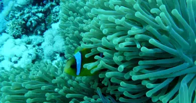 Nouvelle-Calédonie, Nouméa, lagoon, reef, beach, island, Kanak, nature, landscape, coral