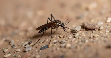 Des lâchers stratégiques de moustiques tigres stériles à Montpellier