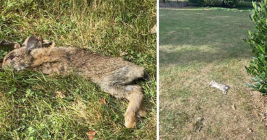 Des lapins retrouvés morts à Caen par dizaines : que leur arrive-t-il ?