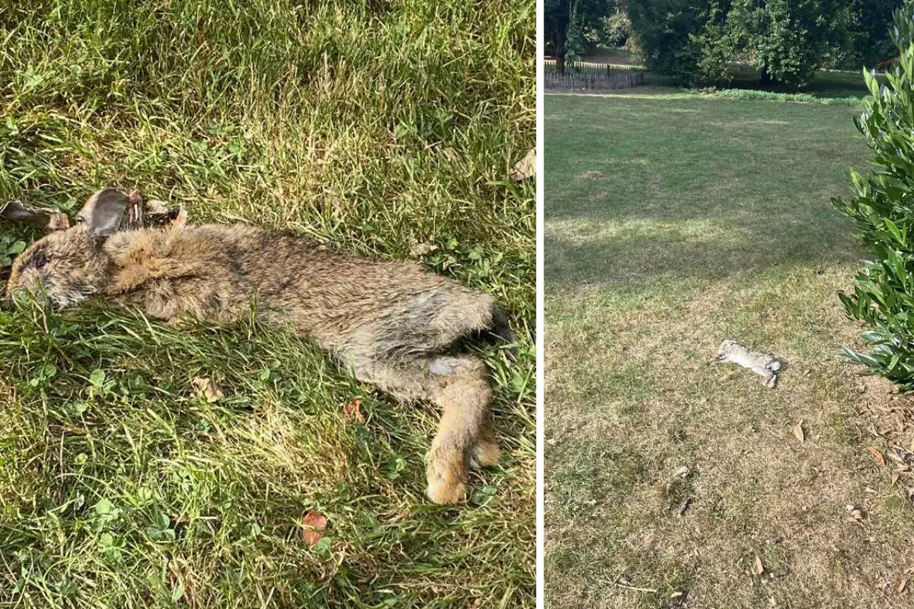 Des lapins retrouvés morts à Caen par dizaines : que leur arrive-t-il ?