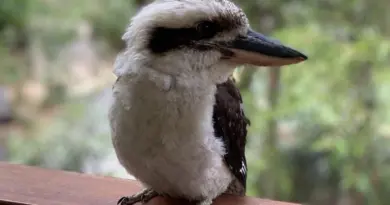Des scientifiques australiens découvrent un taux important de changement de sexe chez certains oiseaux