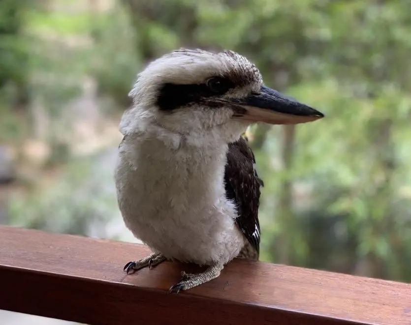 Des scientifiques australiens découvrent un taux important de changement de sexe chez certains oiseaux