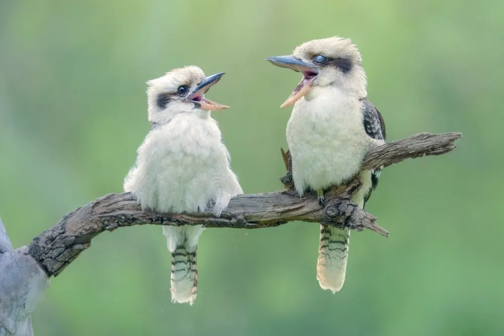 Des scientifiques découvrent une hausse des changements de sexe chez certains oiseaux