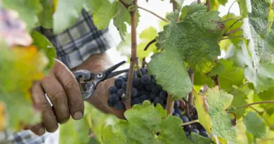 Des vendanges 2025 particulièrement précoces mais 'de bonne qualité' - RTBF Actus