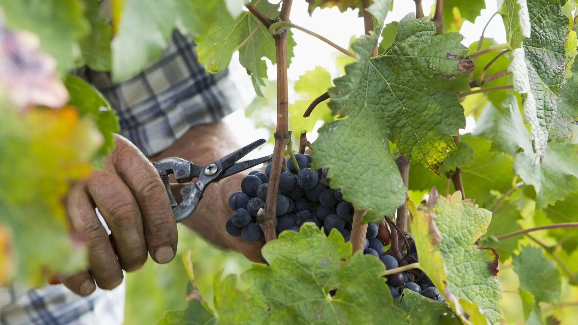 Des vendanges 2025 particulièrement précoces mais 'de bonne qualité' - RTBF Actus