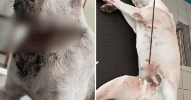 Deux nouveaux actes de barbarie contre des chiens provoquent l’indignation