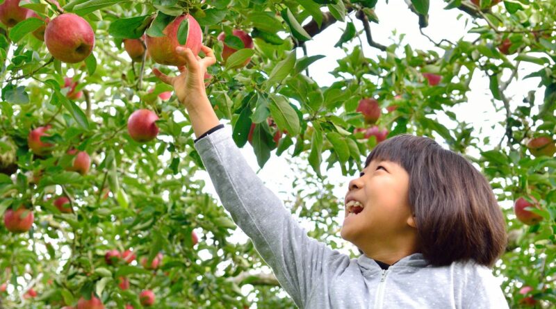 Dix activités et événements de l’automne 2025 au Japon