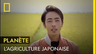 Documentaire | La vie paisible et ensoleillée d’un agriculteur japonais