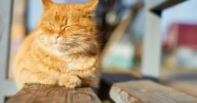 Dois-je laisser mon chat se prélasser au soleil ?
