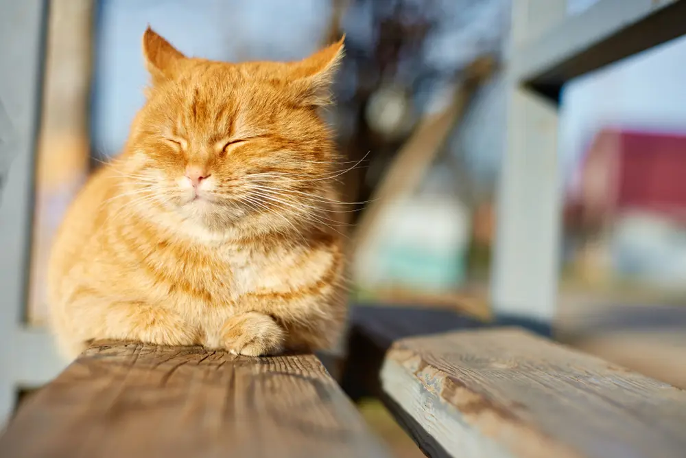Dois-je laisser mon chat se prélasser au soleil ?