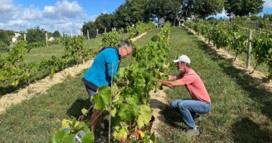 EN IMAGES - La troisième saison des vendanges a commencé à Changé avec un peu plus d'avance que l'an dernier - ici