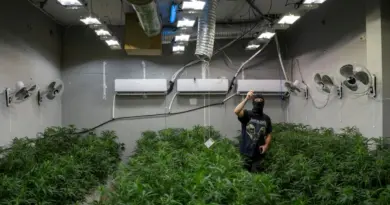 En Espagne, le réseau électrique piraté pour alimenter les plantations de cannabis