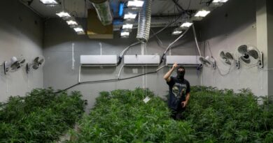 En Espagne, le réseau électrique piraté pour alimenter les plantations de cannabis