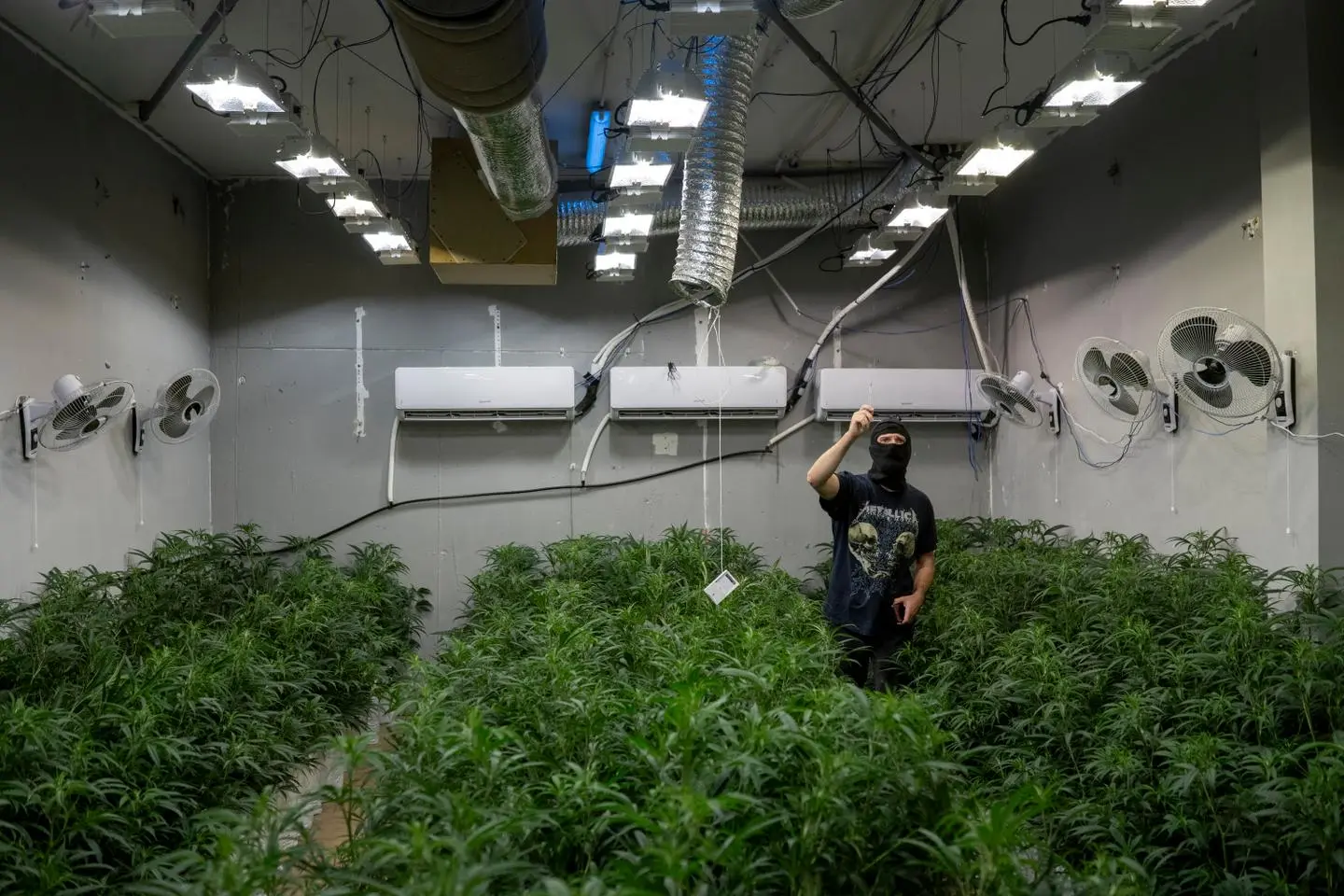 En Espagne, le réseau électrique piraté pour alimenter les plantations de cannabis