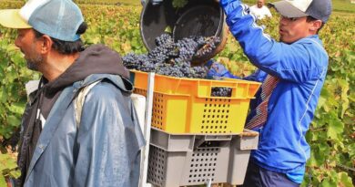 📸 En images. Une matinée de vendanges avec le domaine des Hospices de Beaune