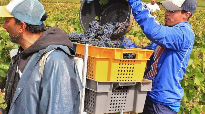 📸 En images. Une matinée de vendanges avec le domaine des Hospices de Beaune