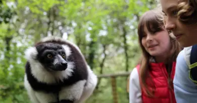 Enfants : en milieu naturel ou dans les parcs, un guide piste les meilleurs lieux de rencontre avec les animaux