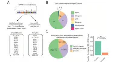 Engineered telomerase RNA and polygenic scores reveal new insights into telomere biology