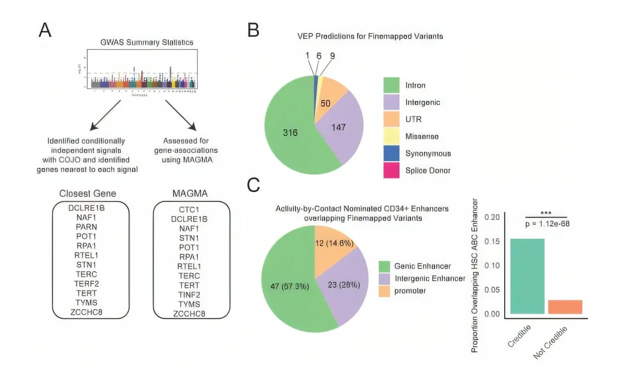 Engineered telomerase RNA and polygenic scores reveal new insights into telomere biology