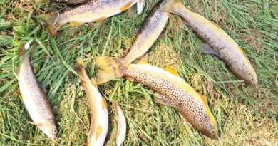 "Entre 500 et 1 000 truites mortes" : la pêche interdite à Sainte-Croix-aux-Mines à cause d'une pollution - ici