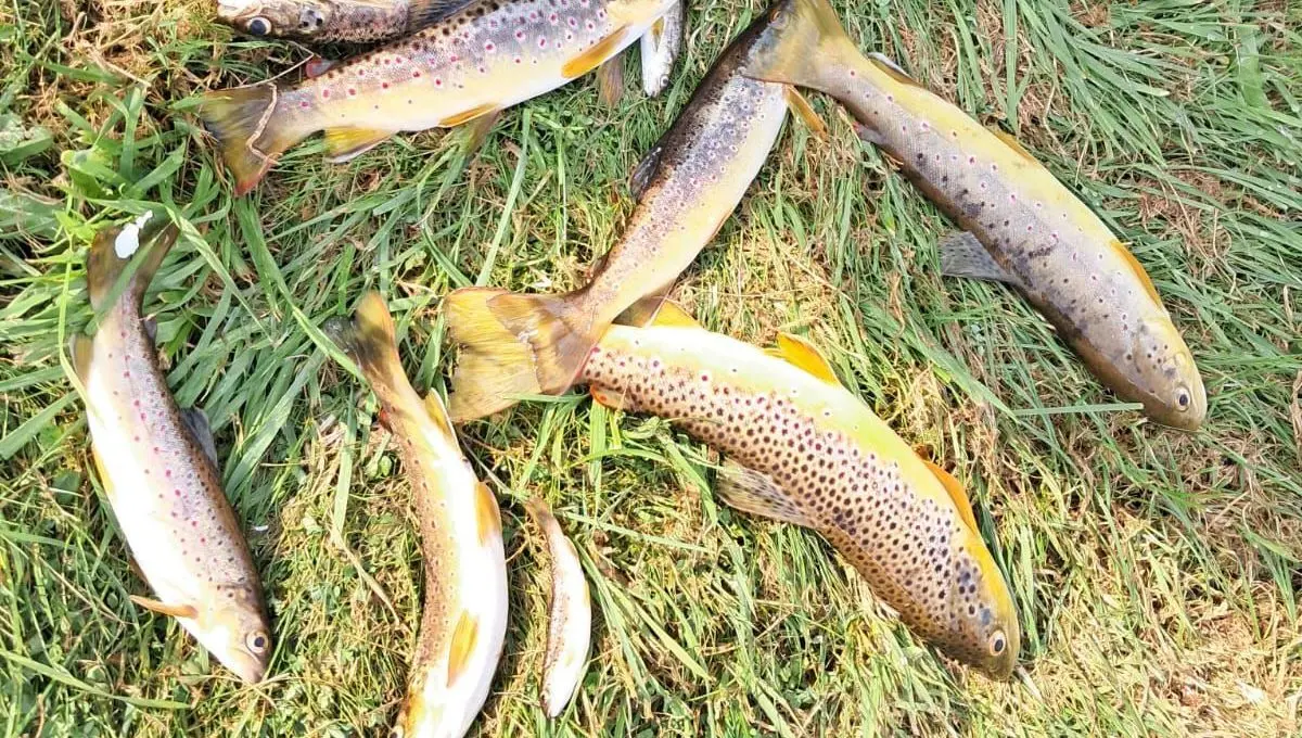 "Entre 500 et 1 000 truites mortes" : la pêche interdite à Sainte-Croix-aux-Mines à cause d'une pollution - ici