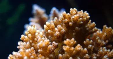 Nouvelle-Calédonie, Nouméa, lagoon, reef, beach, island, Kanak, nature, landscape, coral